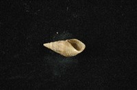 流紋蜷藏品圖，第4張